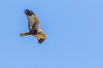Western marsh harrier (Circus aeriginosus)