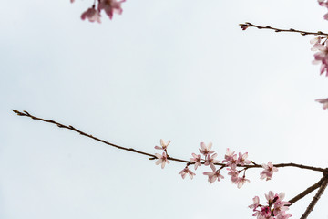 Cherry blossom in spring for background or copy space for text