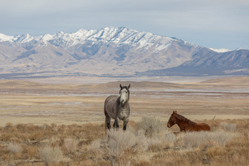 Wild Horses in Utah in winter