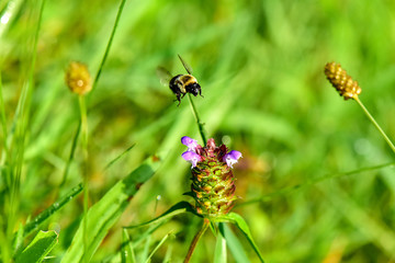 Bumblebee in Flight