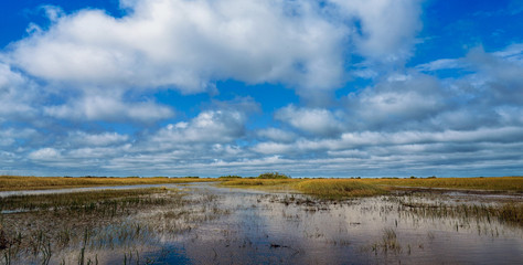 Obraz premium Blick in die Everglades
