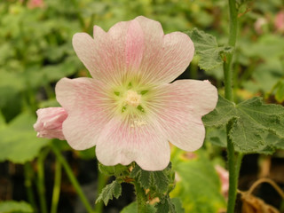 Pink Hollyhocks flowers in the garden