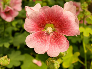 Obraz premium Pink Hollyhocks flowers in the garden