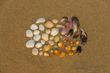 many multi-colored shells of different sizes and shapes on the light sand top view. natural surface texture