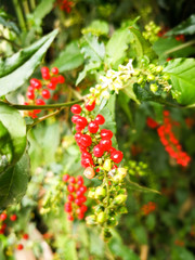 Red currant in the green wood