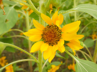 Sunflower field landscape  are blooming