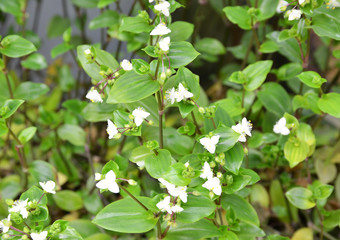 green leaves of a tree in spring