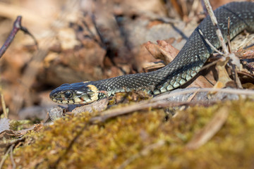 Natrix natrix