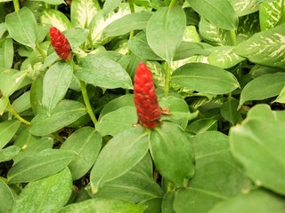 Red ginger (Costus spicatus plant)Nature background