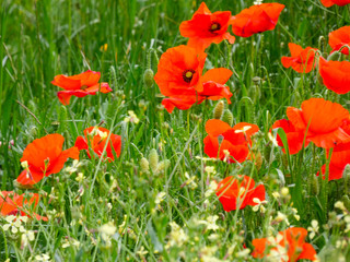 Amapolas silvestres en primavera