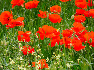 Obraz premium Amapolas silvestres en primavera