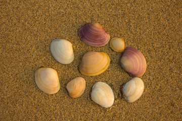 white purple yellow shells close-up on the yellow sand top view. natural surface texture
