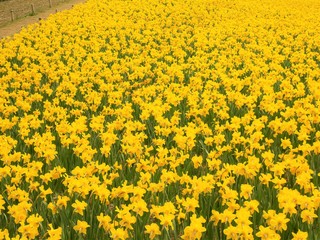 Yellow  Daffodils flower on nature background.Beautiful Daffodils.