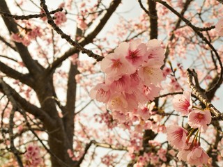 Cherry blossom sakura on the blue sky background.So Beautiful cherry blossom sakura