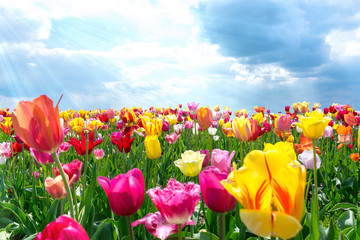 Colorful Fresh Tulips in warm Sunlight.