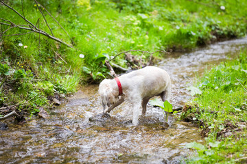 Dog playing by mountain river