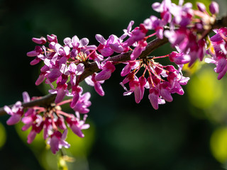 Graceful branches of blossom purple flowers Eastern Redbud, or Eastern Redbud Cercis canadensis in spring garden. Inflorescences on nice garden bokeh. Selective focus