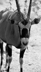 Gemsbock or gemsbuck (Oryx gazella) Namib-Naukluft National Park is a national park of Namibia ...