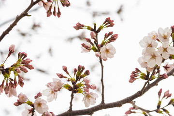 Cherry blossom in spring for background or copy space for text