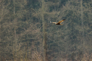 Western marsh harrier (Circus aeriginosus)