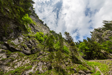 Fir tree forest in the mountains, on a rainy and cloudy day