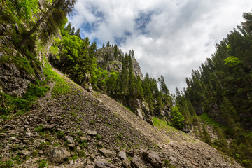 Fir tree forest in the mountains, on a rainy and cloudy day