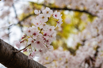 Cherry blossom in spring for background or copy space for text