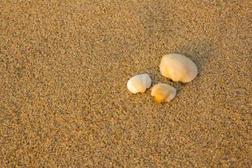 Fototapeta na wymiar three white seashells close-up on a blurred background of yellow sand