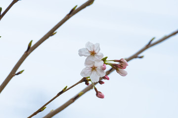 Cherry blossom in spring for background or copy space for text