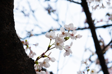 Cherry blossom in spring for background or copy space for text