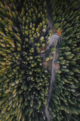 Winding forest road