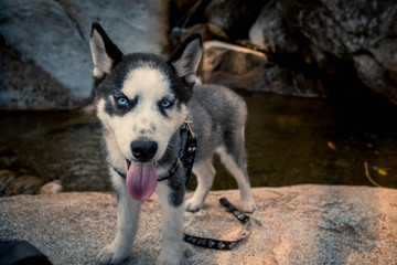  beautiful siberian wolf dog in the park