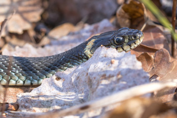 Snake head. Natrix natrix.