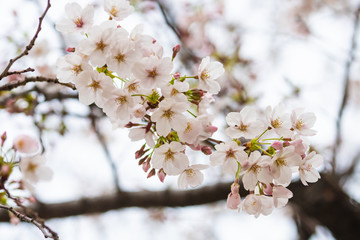 Cherry blossom in spring for background or copy space for text