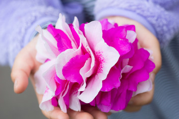 Stack of azalea