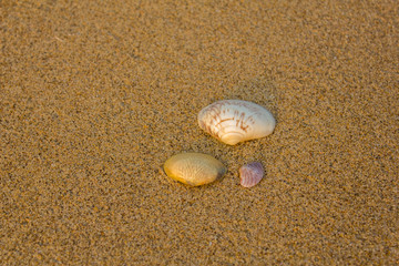 three white purple yellow shells close up on blurred yellow sand