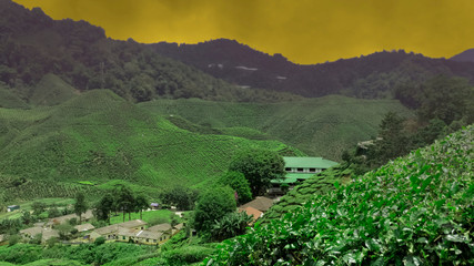 Cameron Highlands in sunset