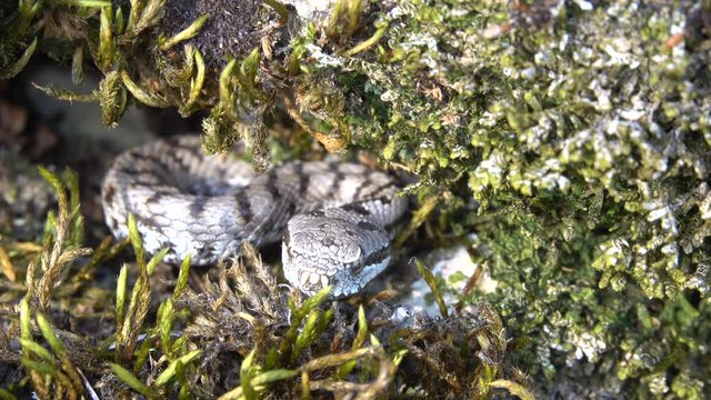 junge Aspisviper&nbsp;(Vipera aspis) im Elsass, Frankreich