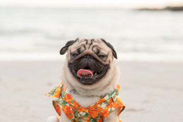 Happy dog pug breed wearing Aloha shirts sitting on beach feeling so happiness and fun vacations on...