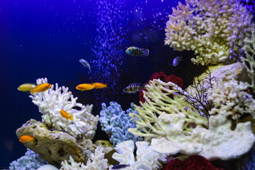Many colorful fish swim in the aquarium  with corals