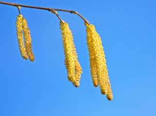 Catkins in spring