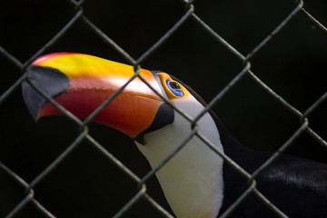 colorful toucan on a branch