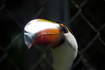 Tucano