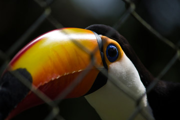 Tucano