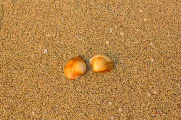 Fototapeta na wymiar two brown orange shells close-up on a blurry background of yellow sand with small white shells