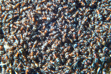 Large group of Formica polyctena ants. Formica polyctena is a species of European red wood ant....
