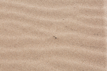 Fototapeta na wymiar sandy beach, sand texture, desert