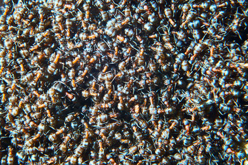 Large group of Formica polyctena ants. Formica polyctena is a species of European red wood ant. Focused to center