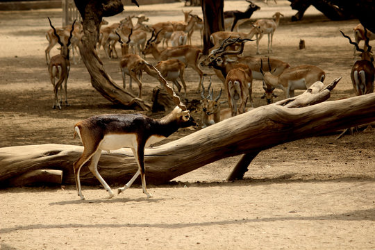 Herd of Deer in an open field against a dead bark of tree