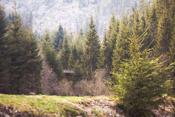Fototapeta na wymiar Mountain landscape with fir trees